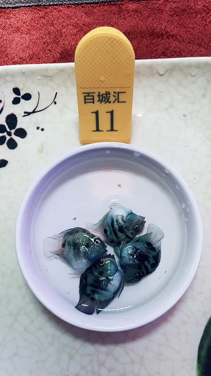 鹦鹉鱼454546646456644