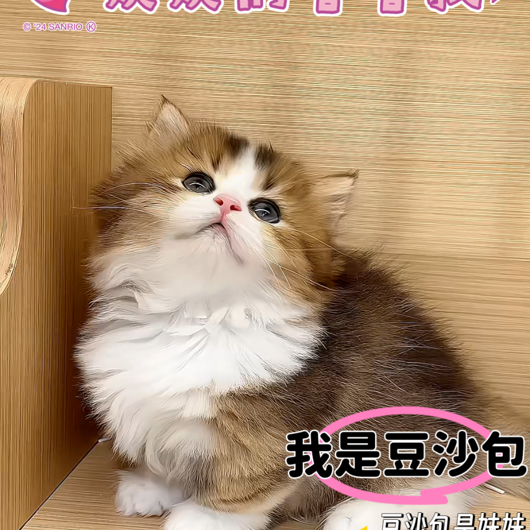 龙猫的猫 狗狗全款成交链接 仅支持平台交易