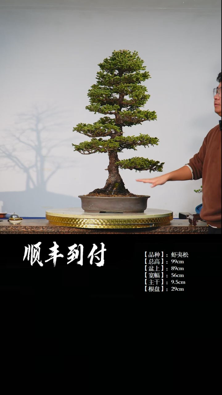 【闪购商品】·C969 虾夷松 不包邮