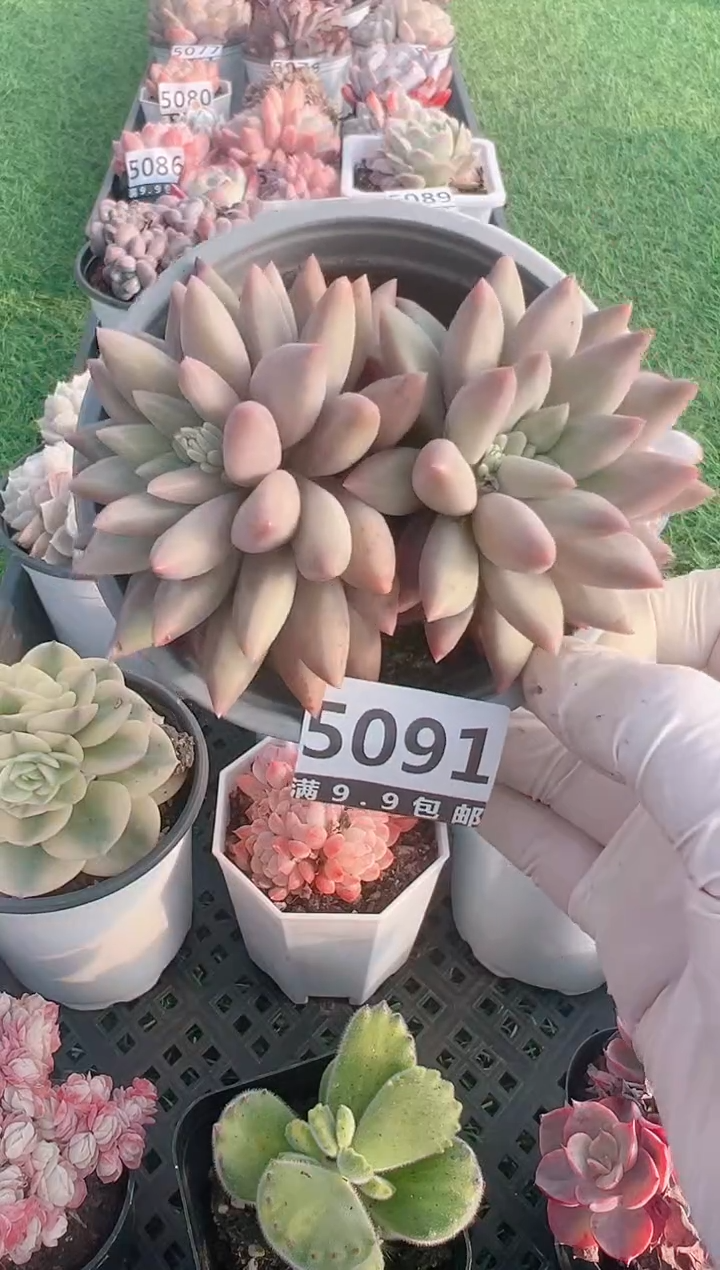 【闪购商品】信福多肉一物一拍