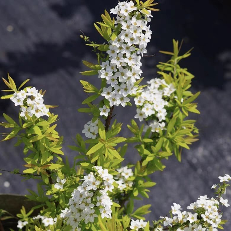 金叶喷雪花多年生灌木耐寒花园庭院盆栽地栽观赏植物皮实好养活