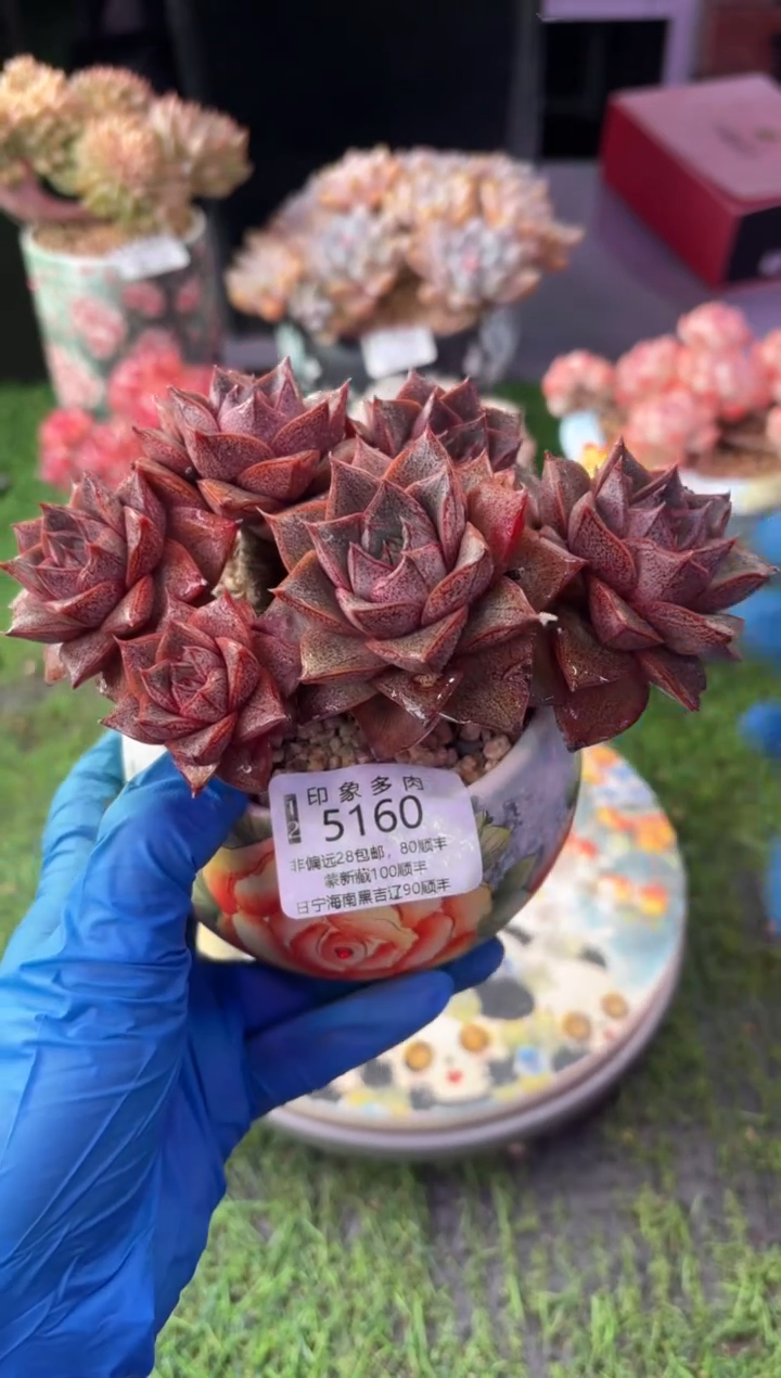 昆明印象多肉5160