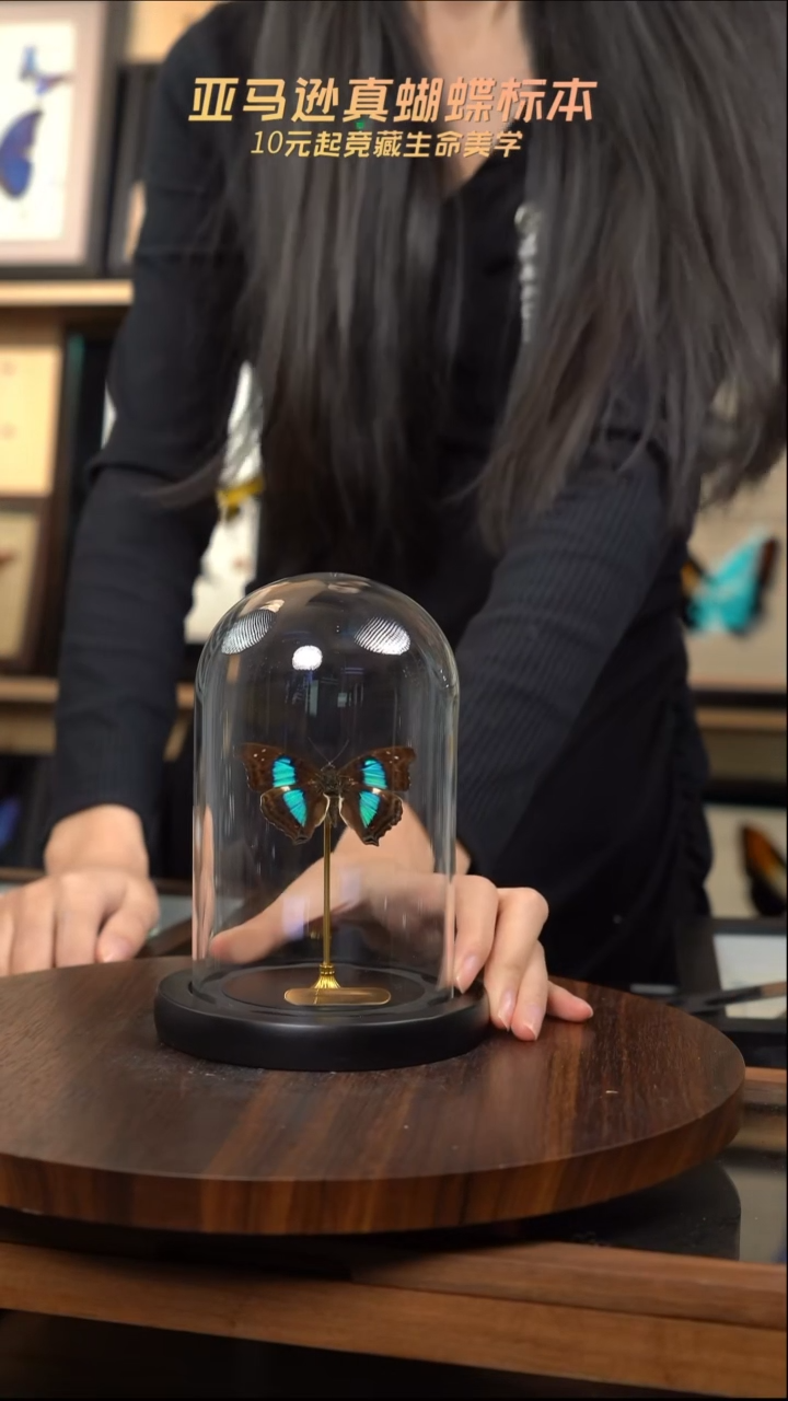 蓝带荣蛱蝶玻璃罩款