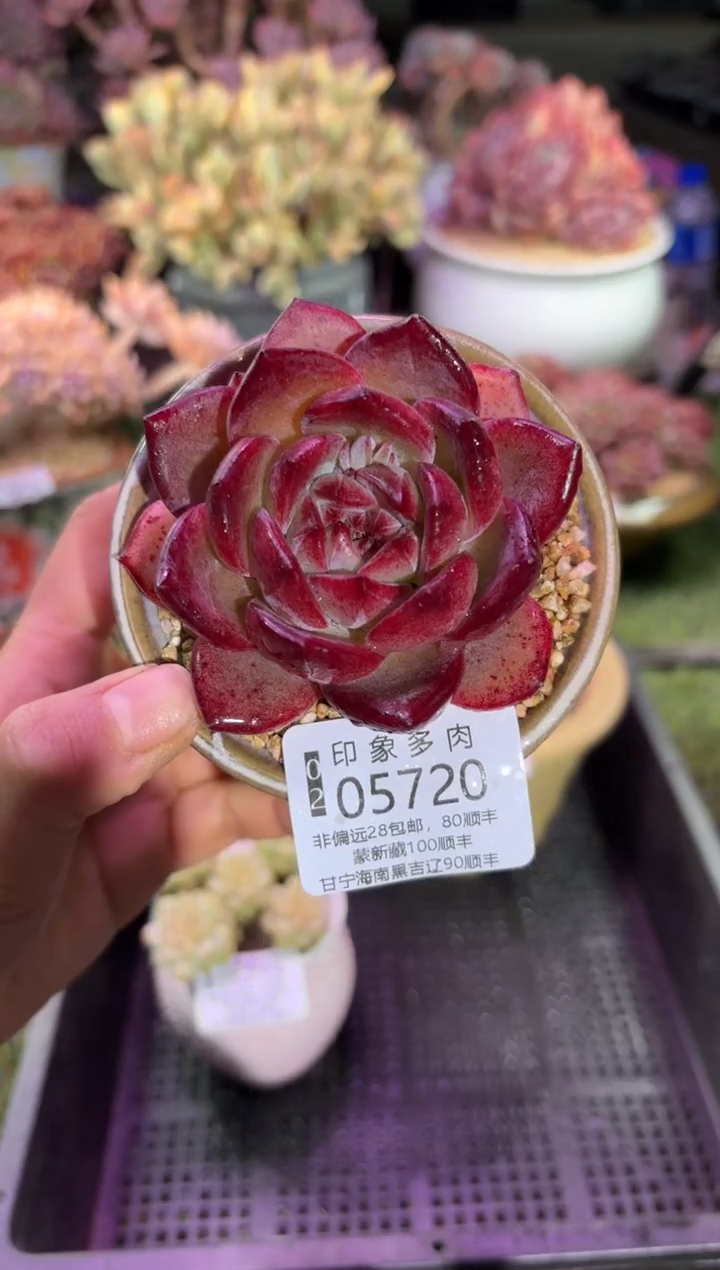 【闪购商品】05720脱土带盆