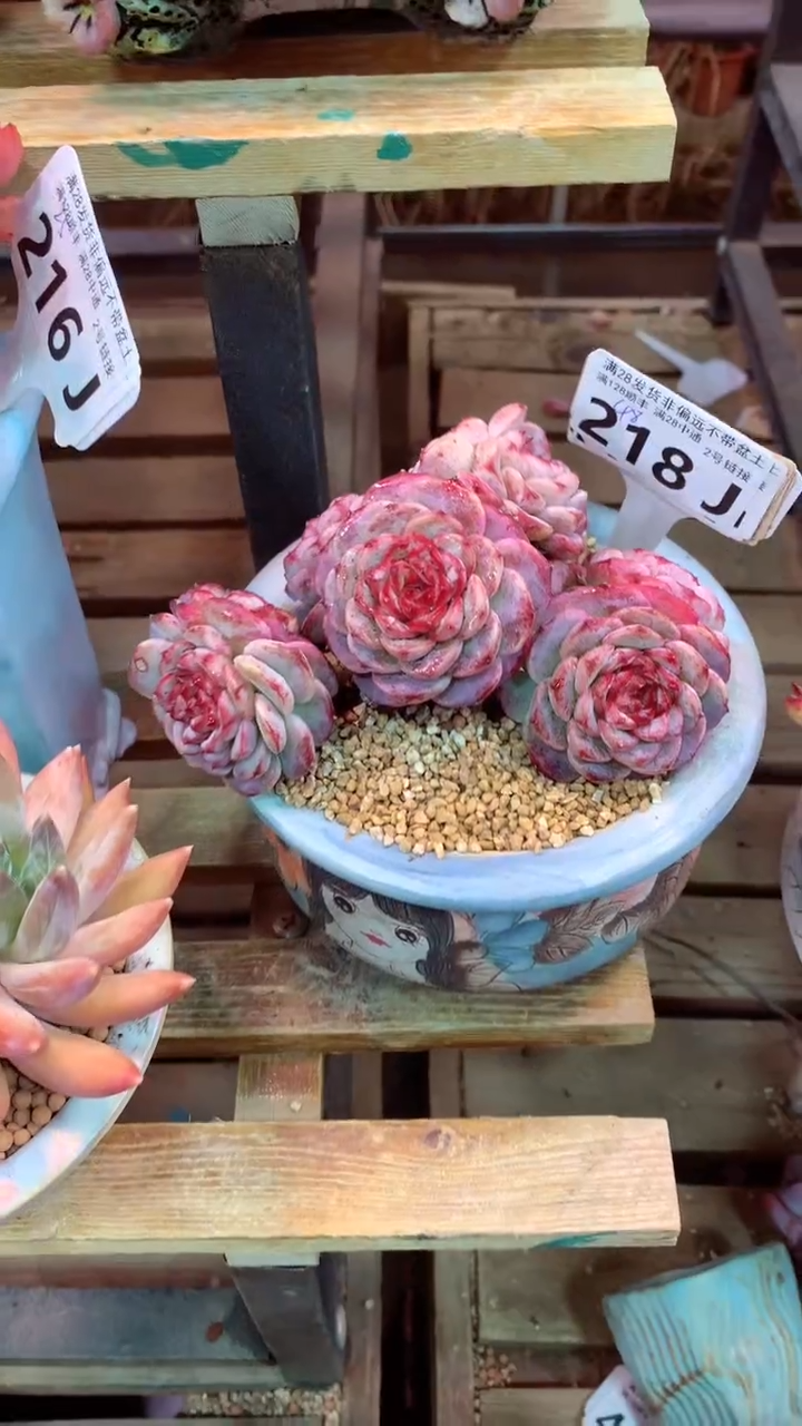 218J（一物一拍，精品多肉，所见即所得 ）