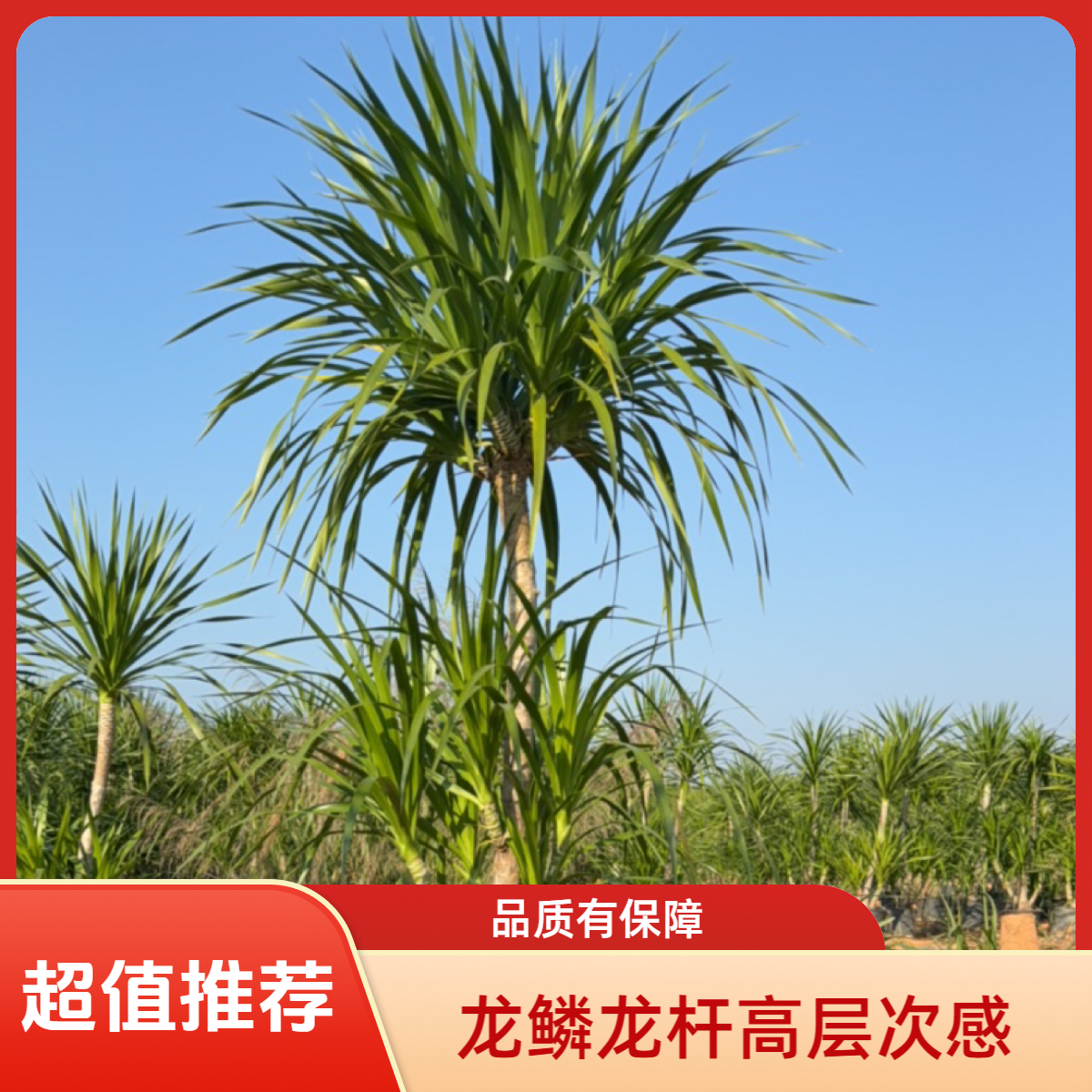 高双层造型精品老桩龙血树（龙须树）室内净化空气四季常青好养绿植