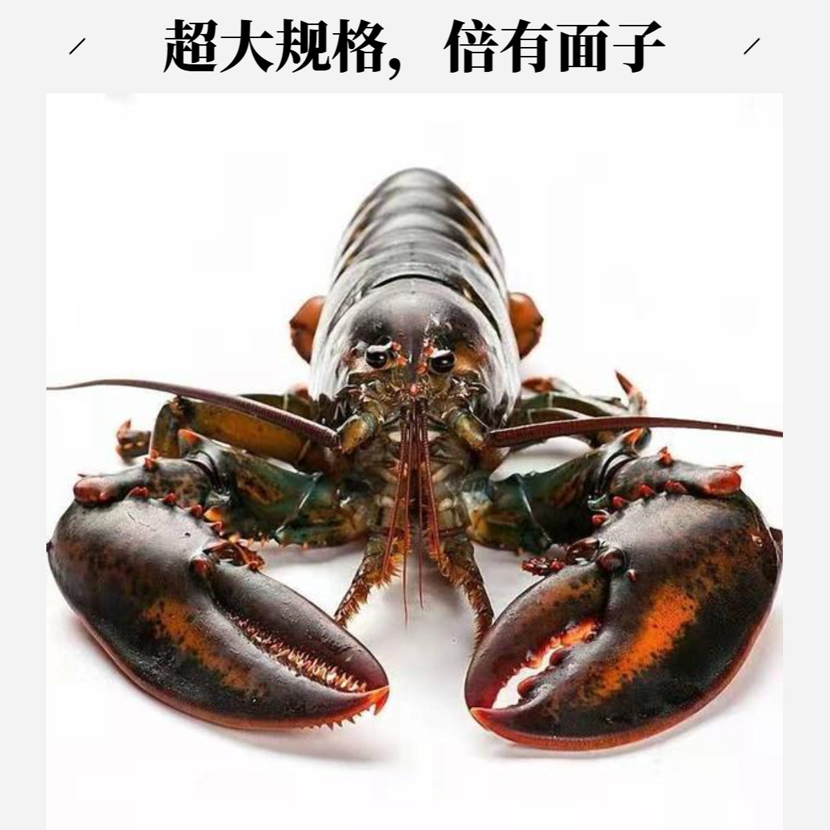 【液氮鲜冻】大波士顿龙虾1200-1500g/只+面包蟹1只/顺丰冷链