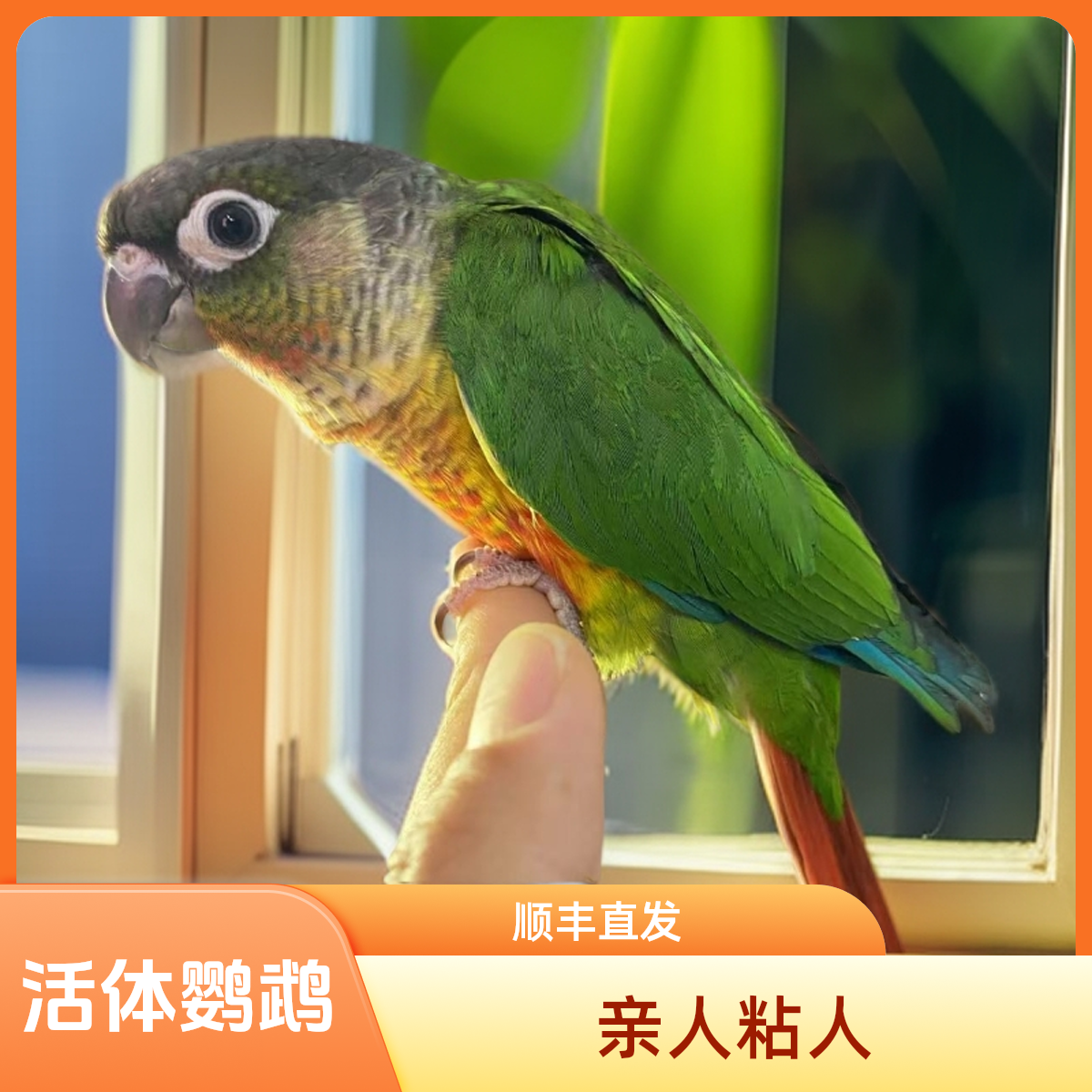 亲人粘人活体鹦鹉小可爱顺丰直发