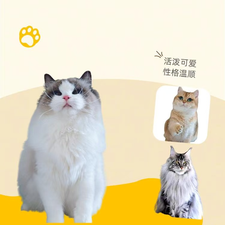 纯种缅因幼猫银虎斑棕虎斑长毛布偶猫金渐层