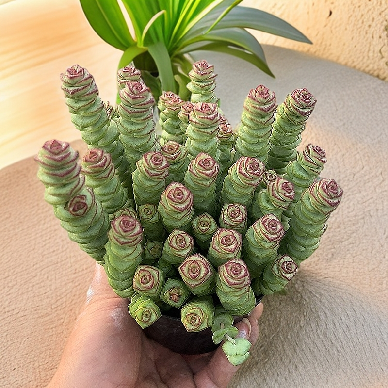 120#牡丹钱串带盆土  多肉植物室内绿植净化空气