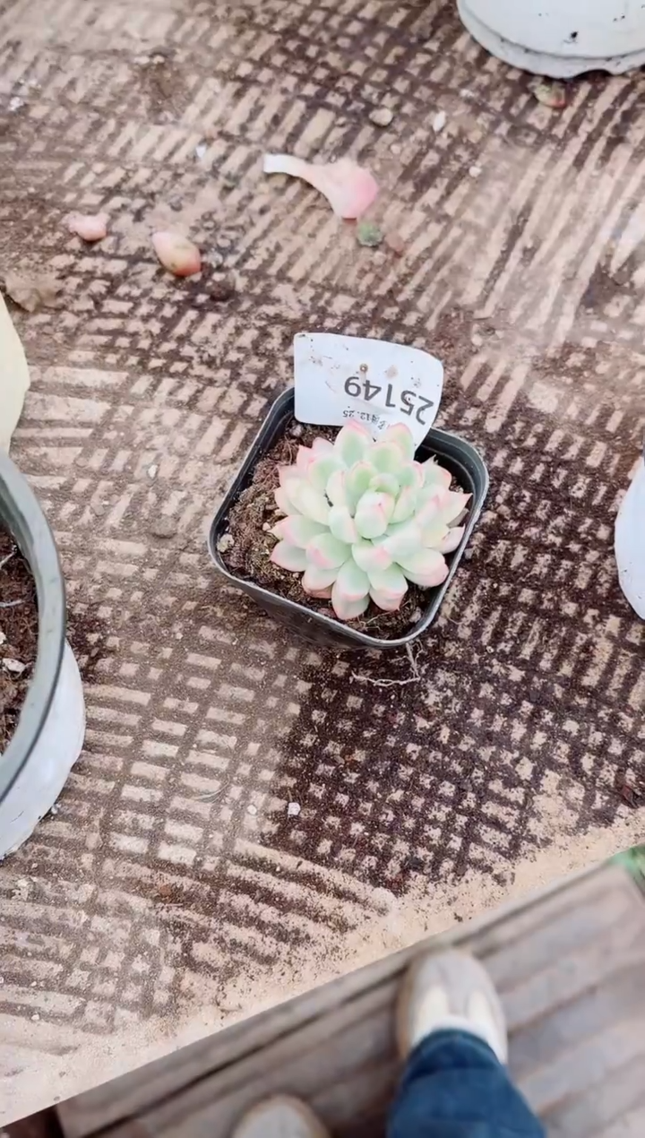 鳳跃跃精品多肉25149