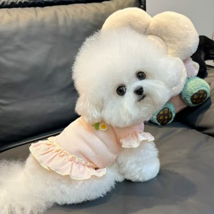 小型犬比熊宠物         xx