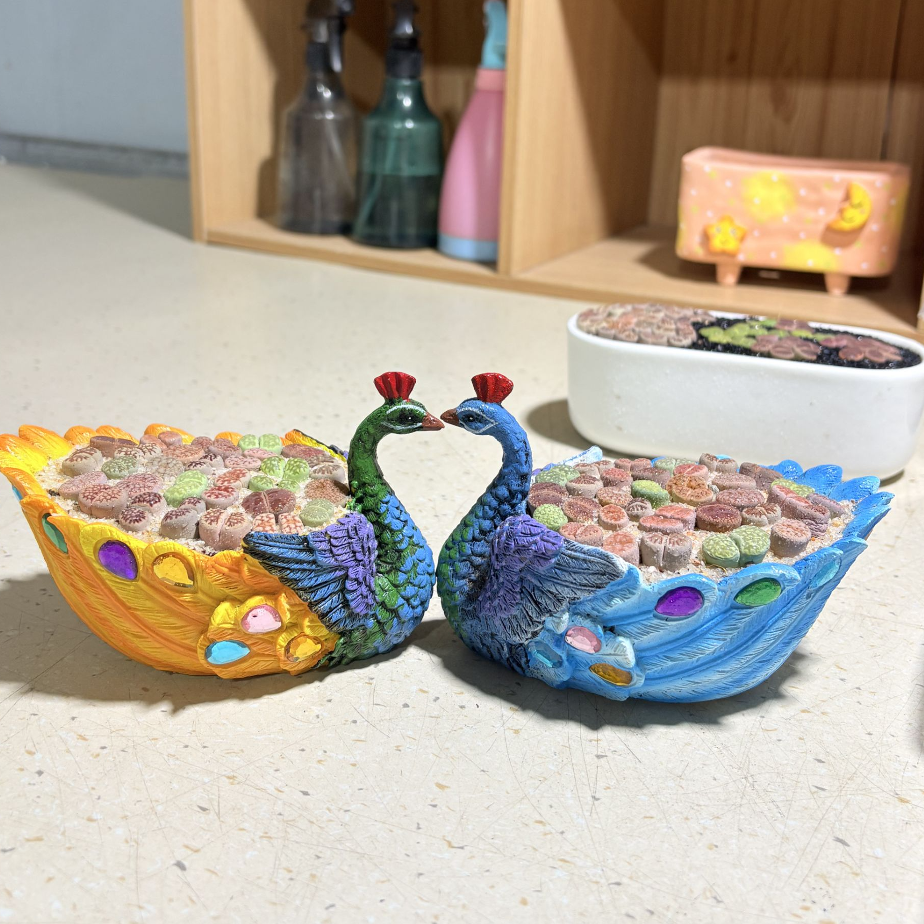 双色孔雀花盆种好发货