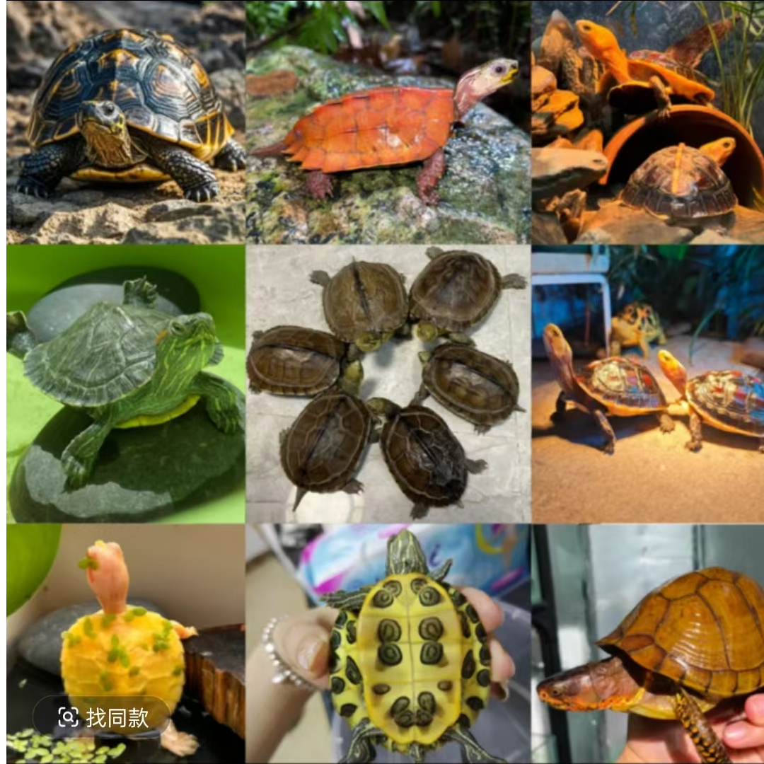 阿允宠物定制相册