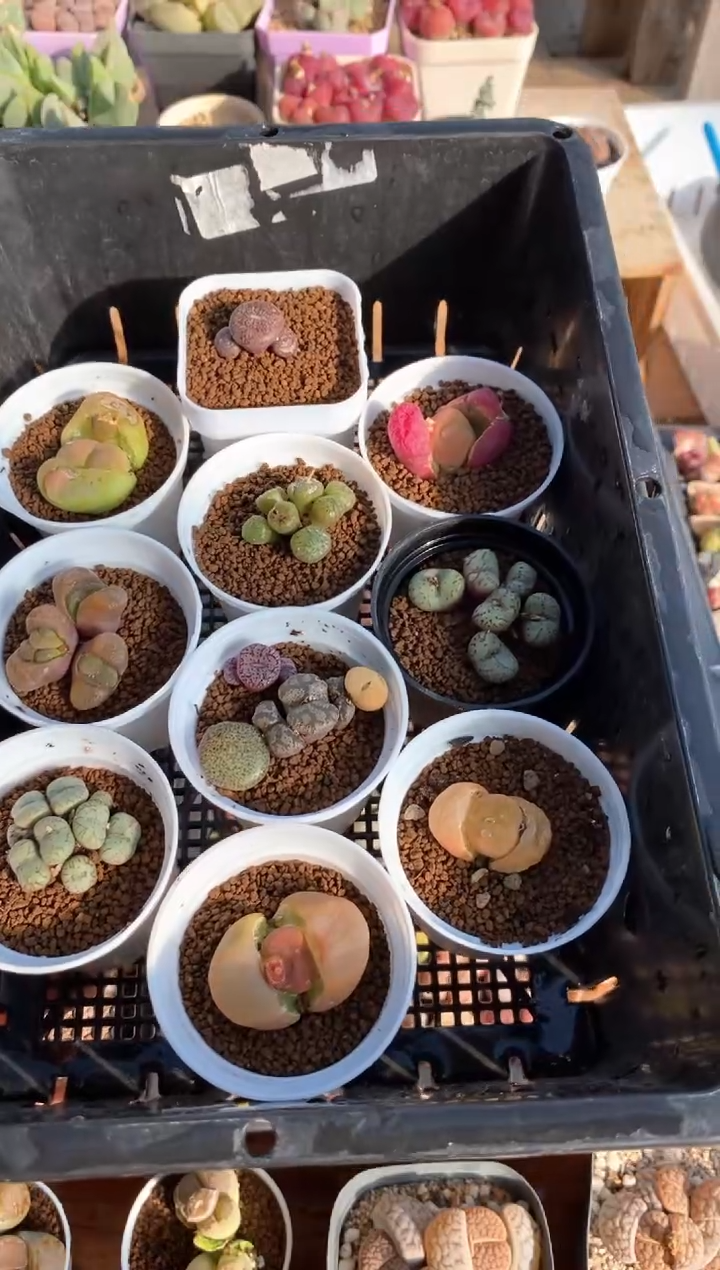 【闪购商品】7001直播间一物一拍