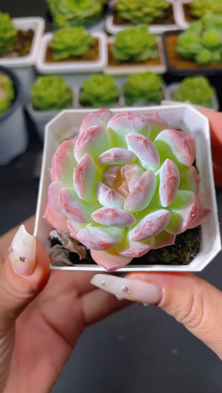 024芭比恋人量拍发一颗