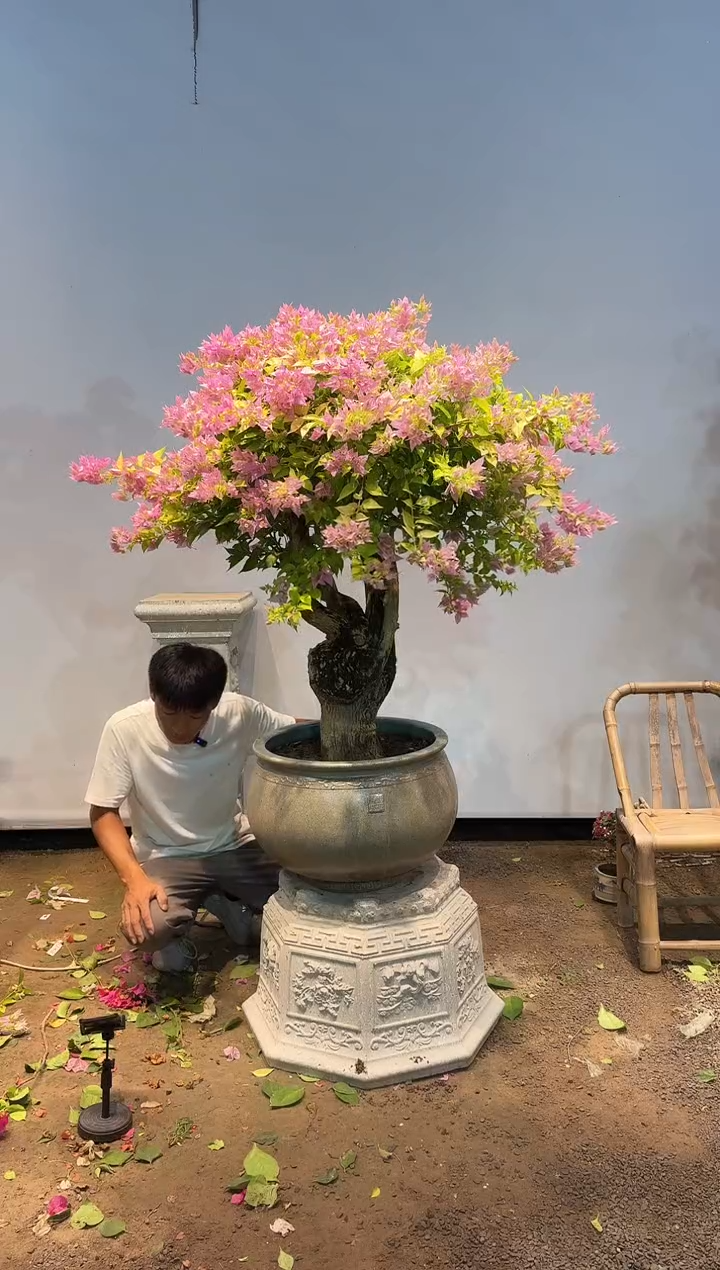 全部花朵超****阳三角梅48