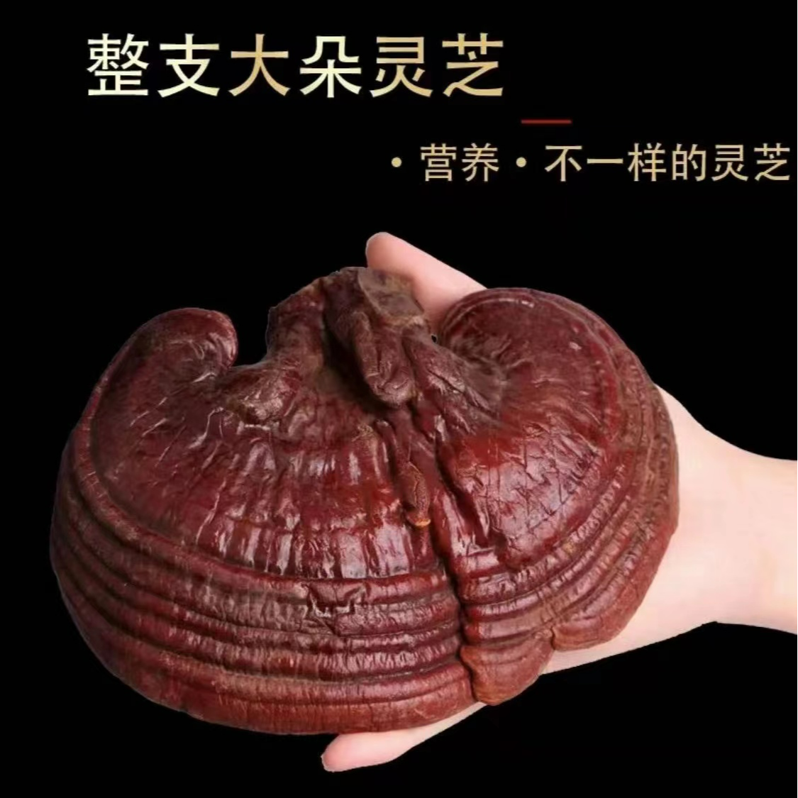长白山 灵芝 滋补 泡酒