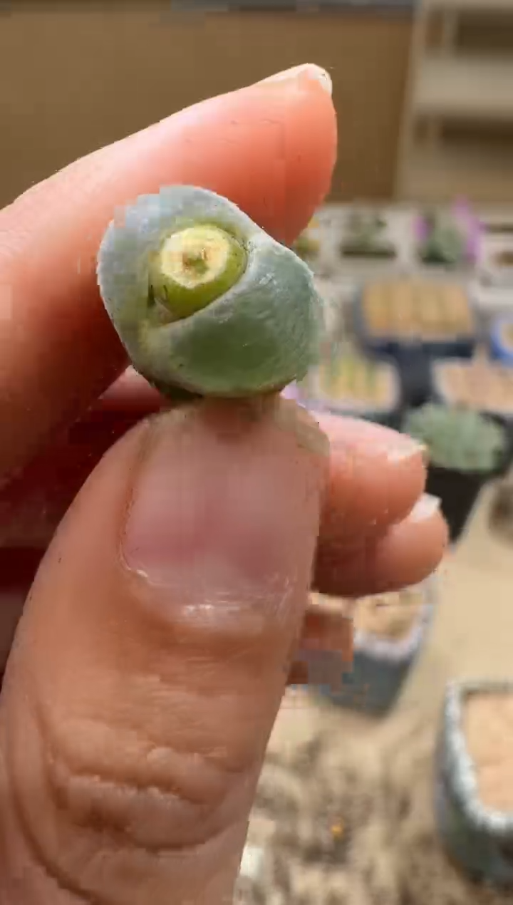 9-128多肉植物肉锥