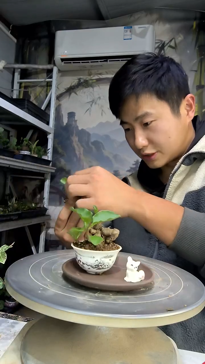 用****4中青园艺一物一拍花433