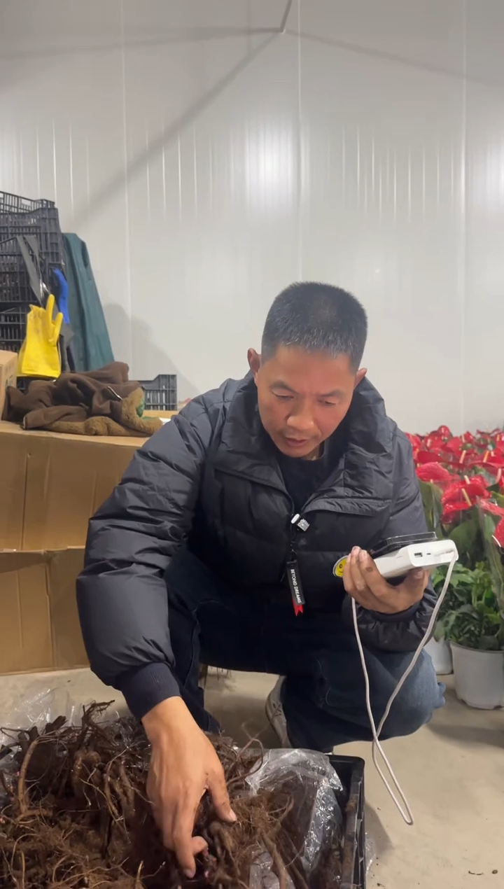 .****.龙腾四海     白山茶128  