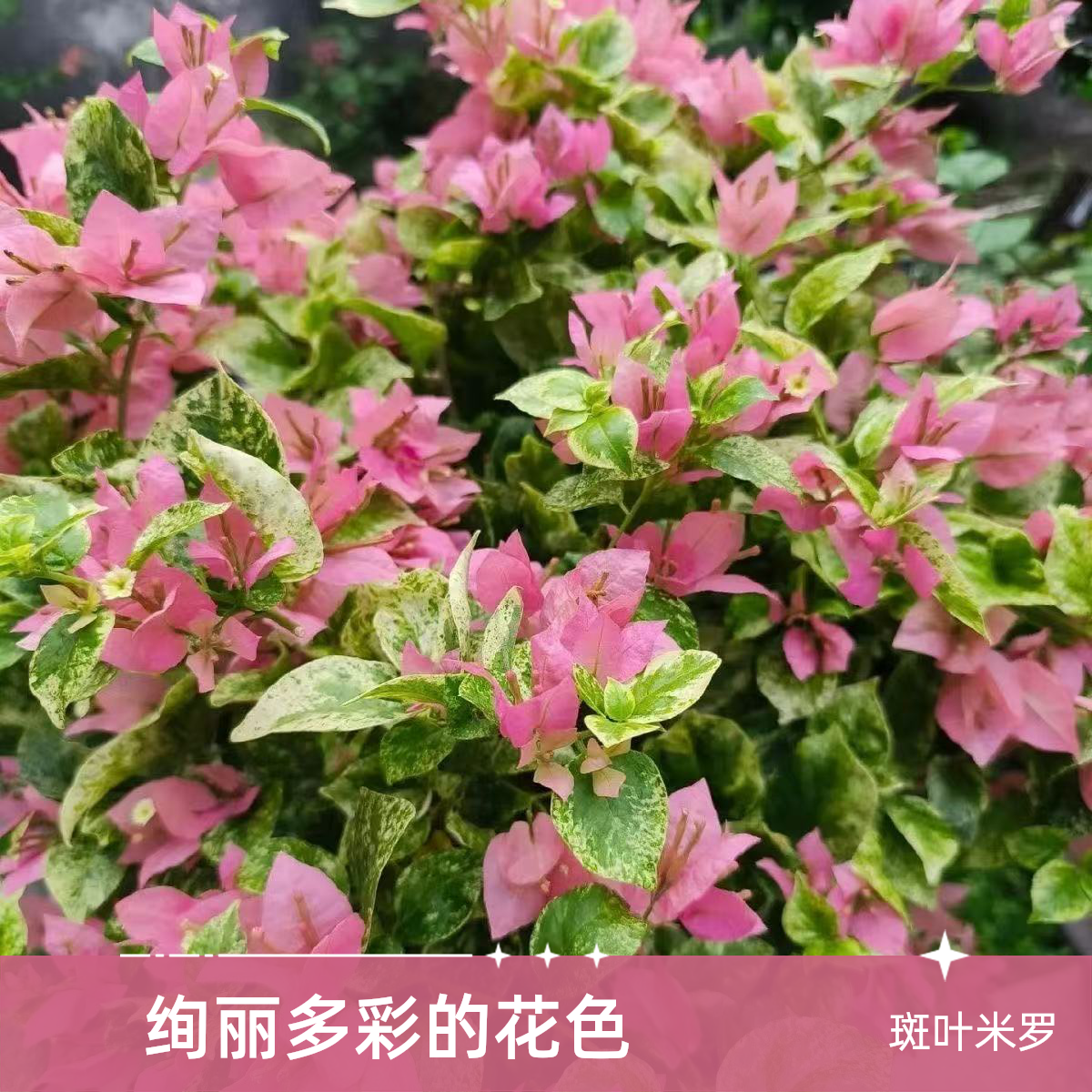 【斑叶米罗】品种袋苗三角梅四季勤花爬藤绿植袋苗不包huo