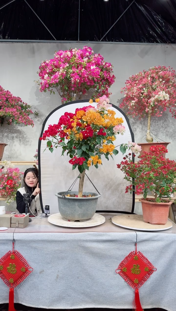 【闪购商品】盆景多色