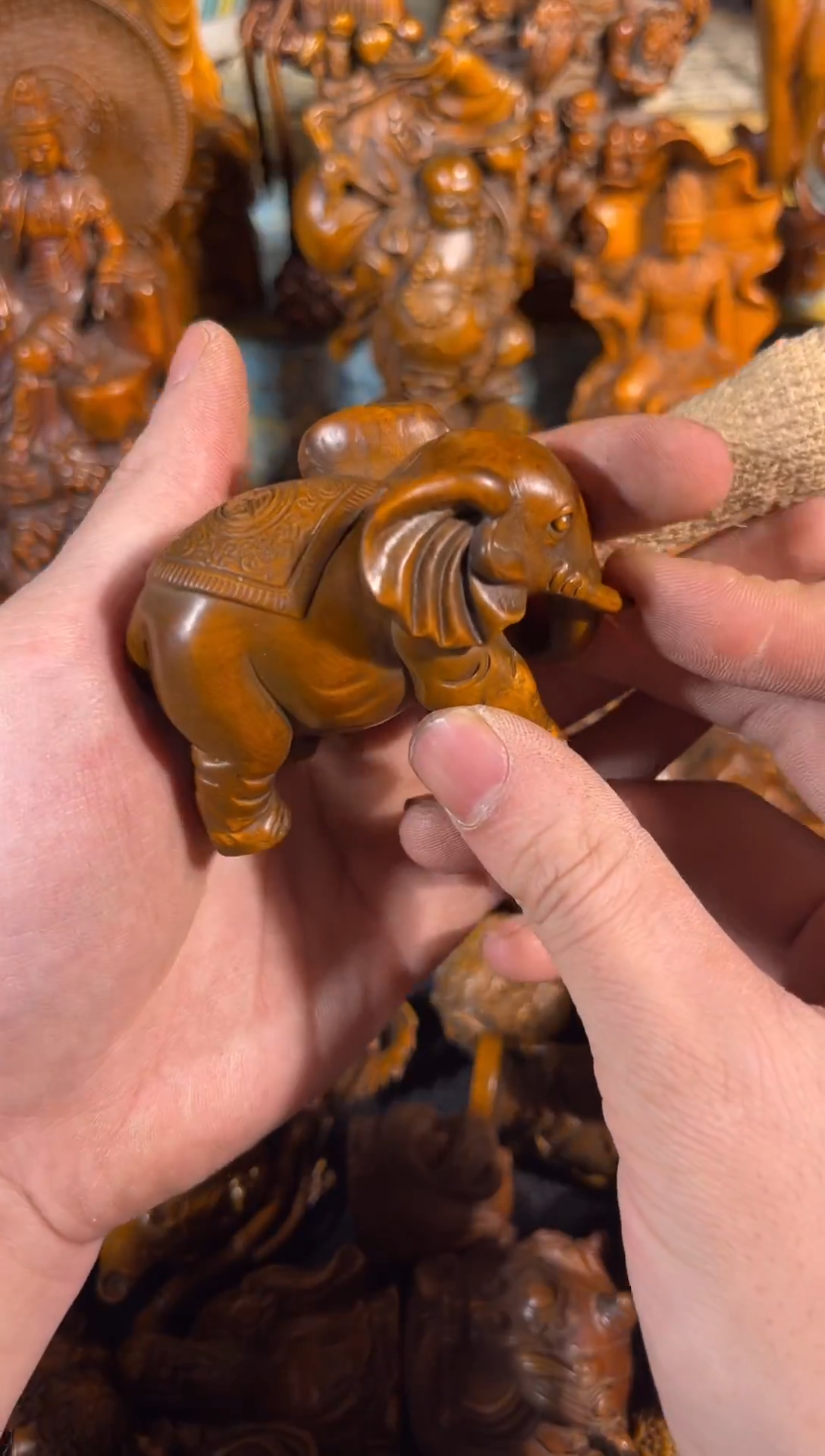 黄杨木11111111111111