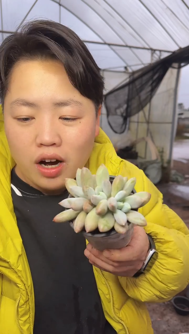 双头哥特萝莉 5     