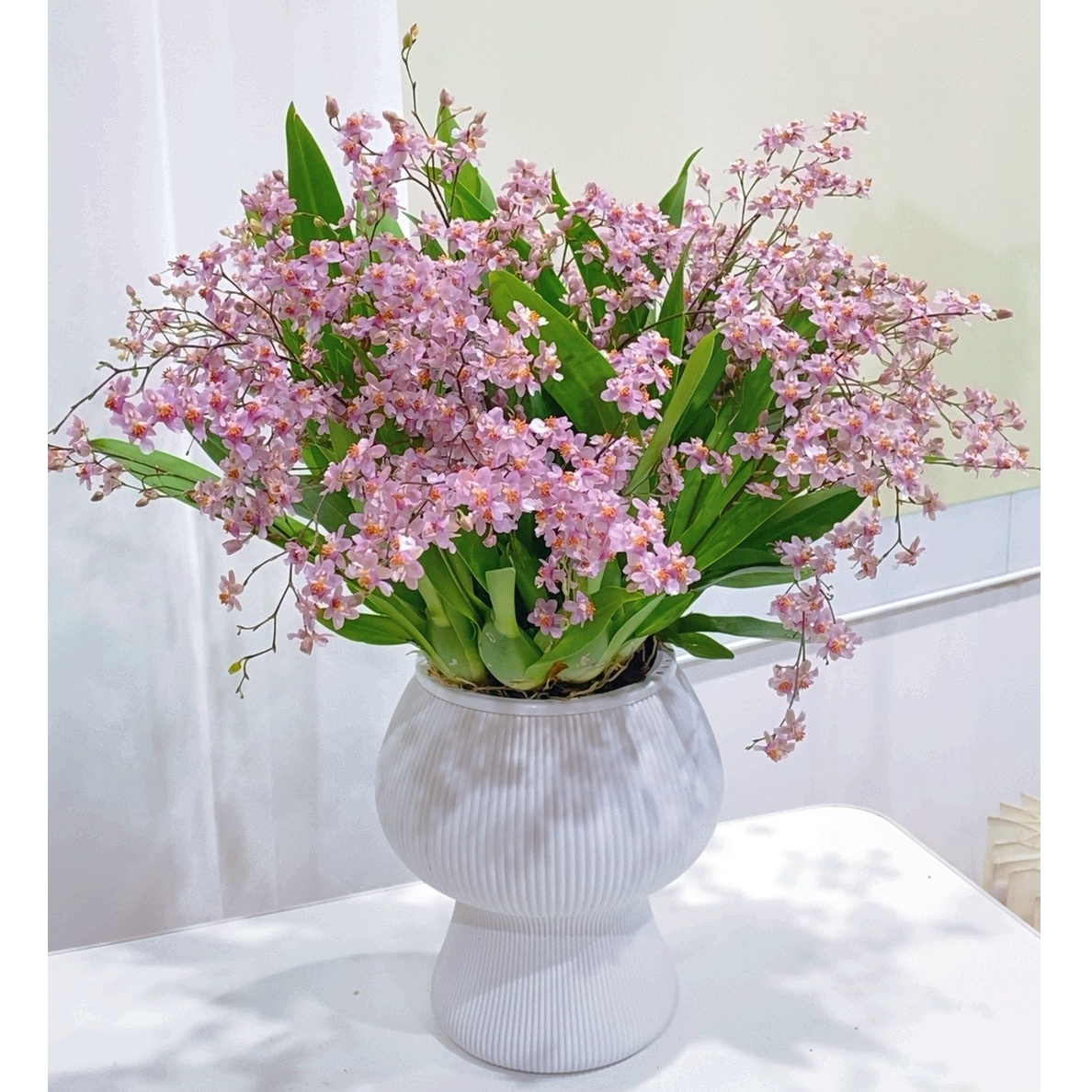 【送花盆】粉色7-12支花剑梦香兰家庭桌面盆栽好养活客厅香兰花文心