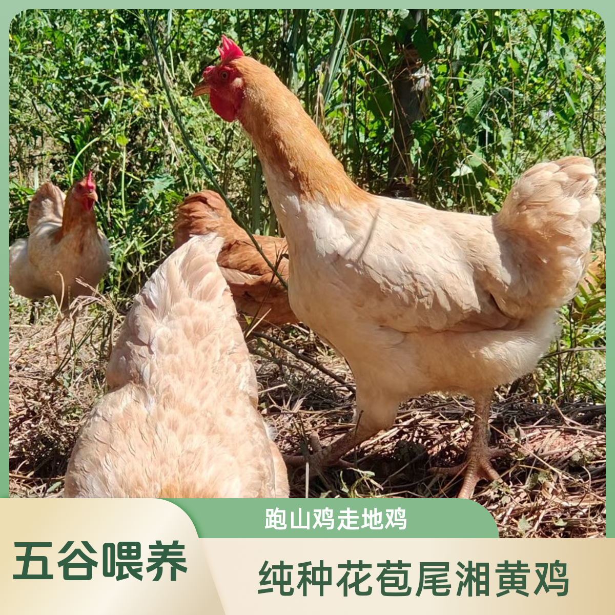 原种花苞尾湘黄鸡 跑山鸡走地鸡 3.0斤 自然散养十个月 顺丰包邮
