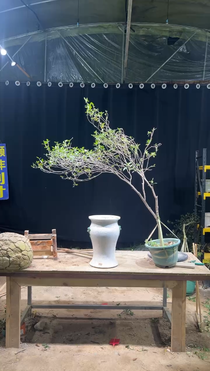 完全开放南****深海岛栀子花
