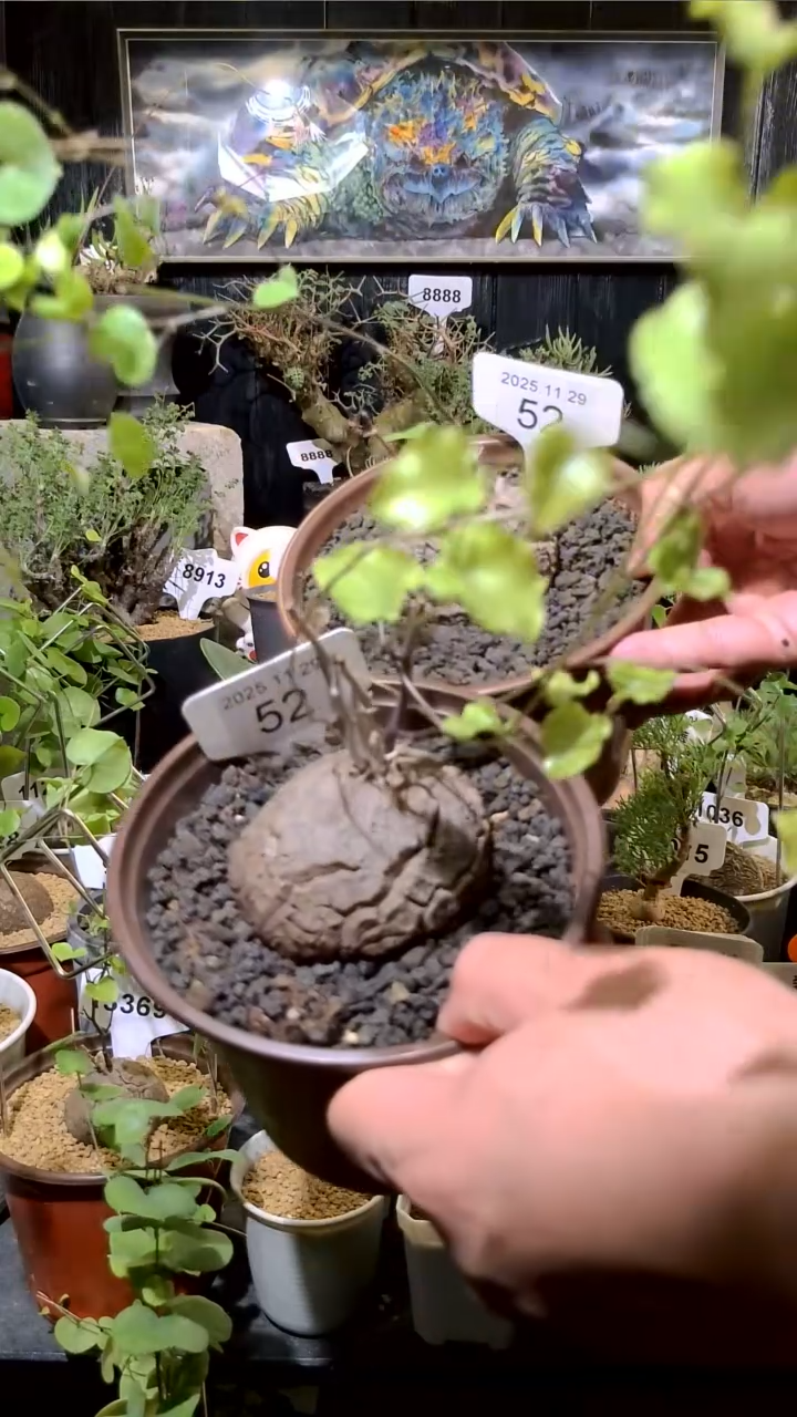 52号1129福利南非龟甲龙买一送一