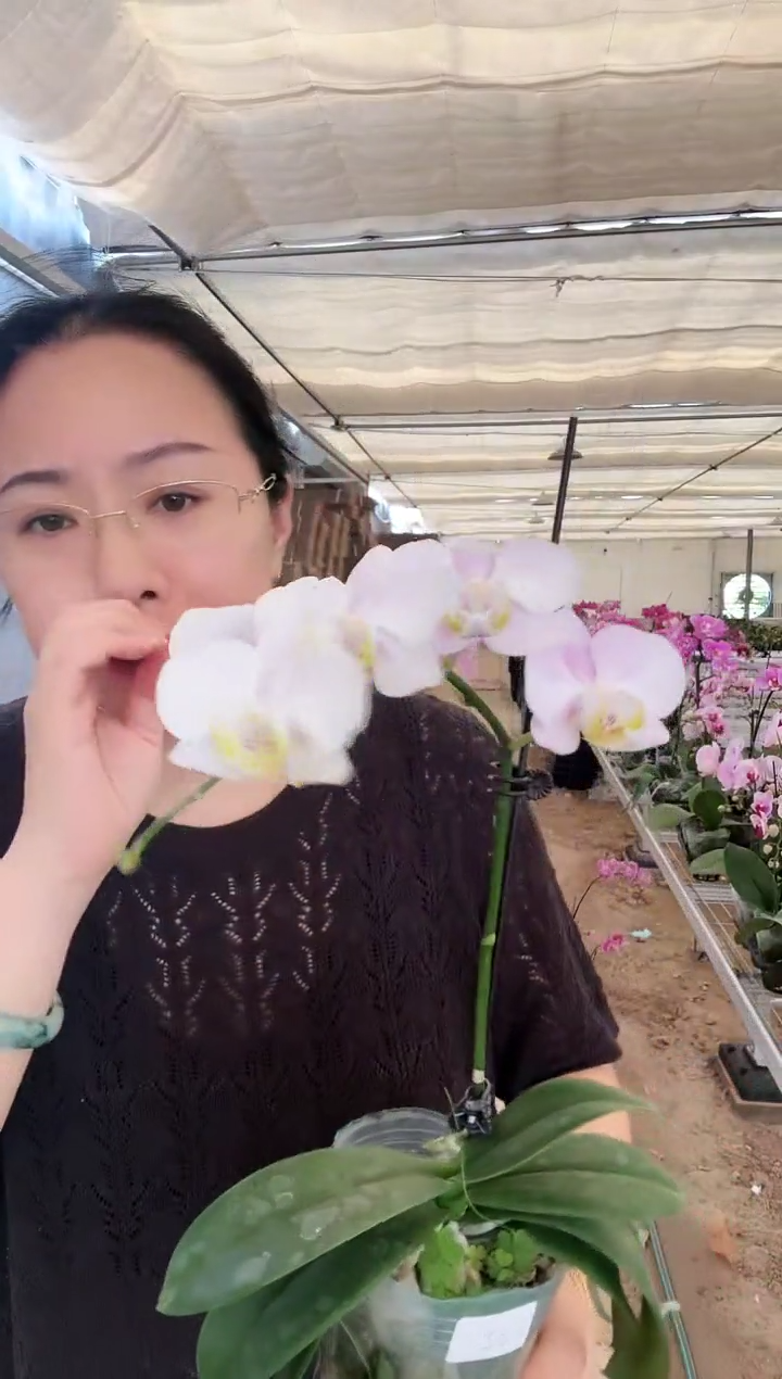 完全开放002天使1棵