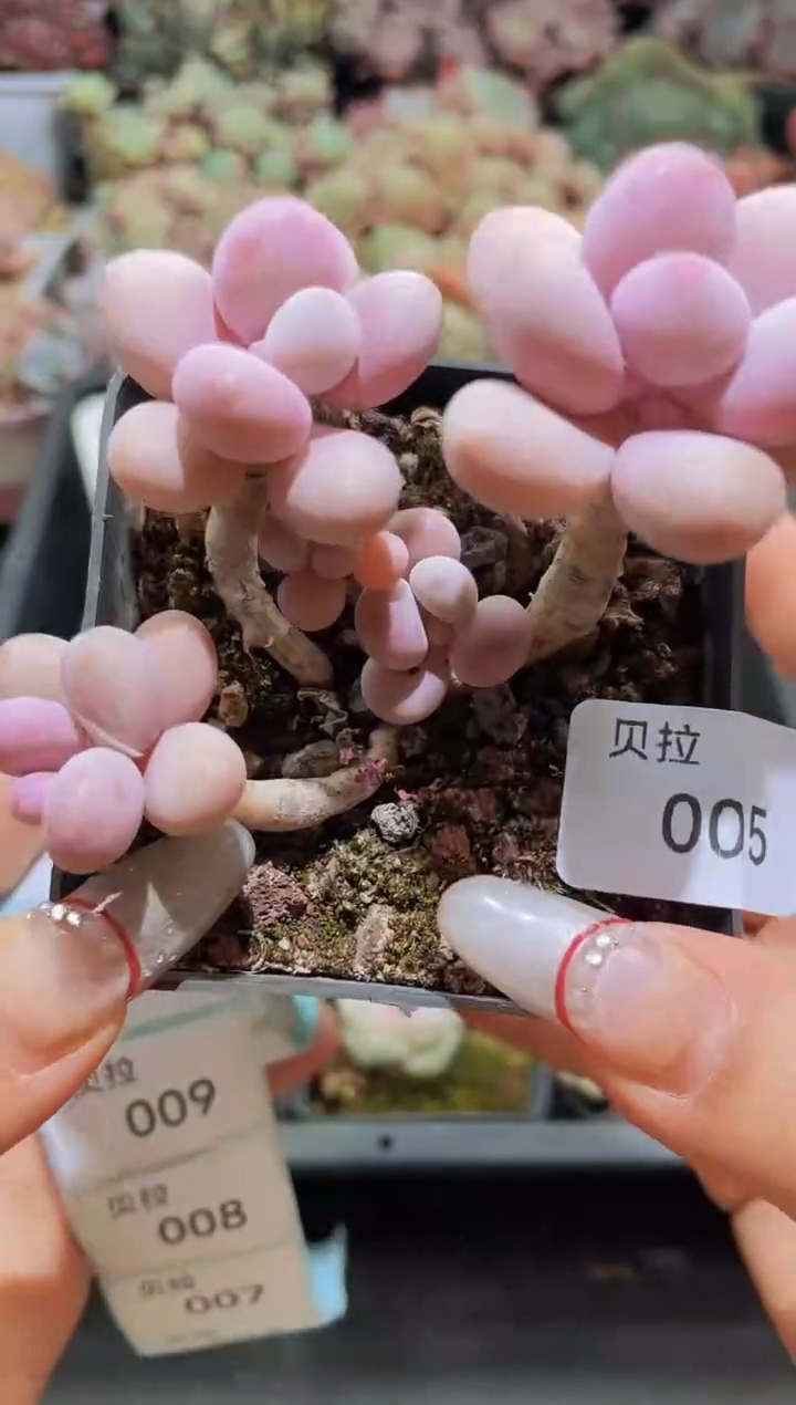 【闪购商品】005腰子桃蛋