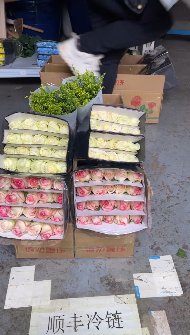 艾沙2扎+白雪山2扎+黄莺