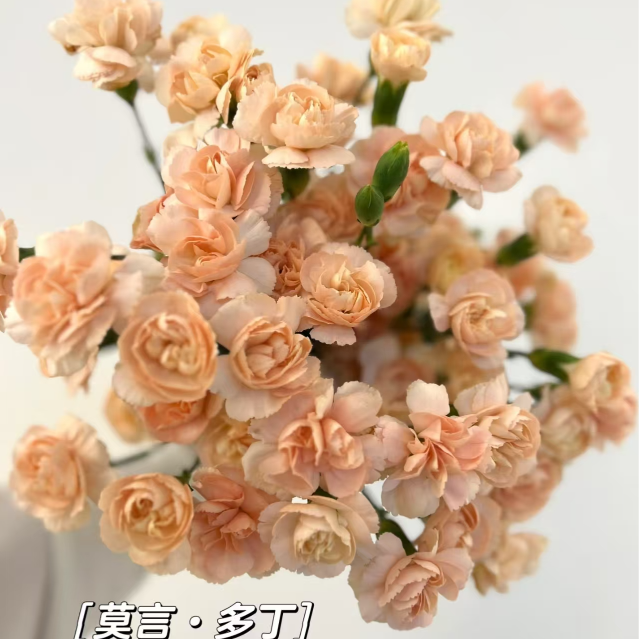 莫言 多头康乃馨 任意2单发顺丰/德邦昆明鲜花速递 家庭水养插花