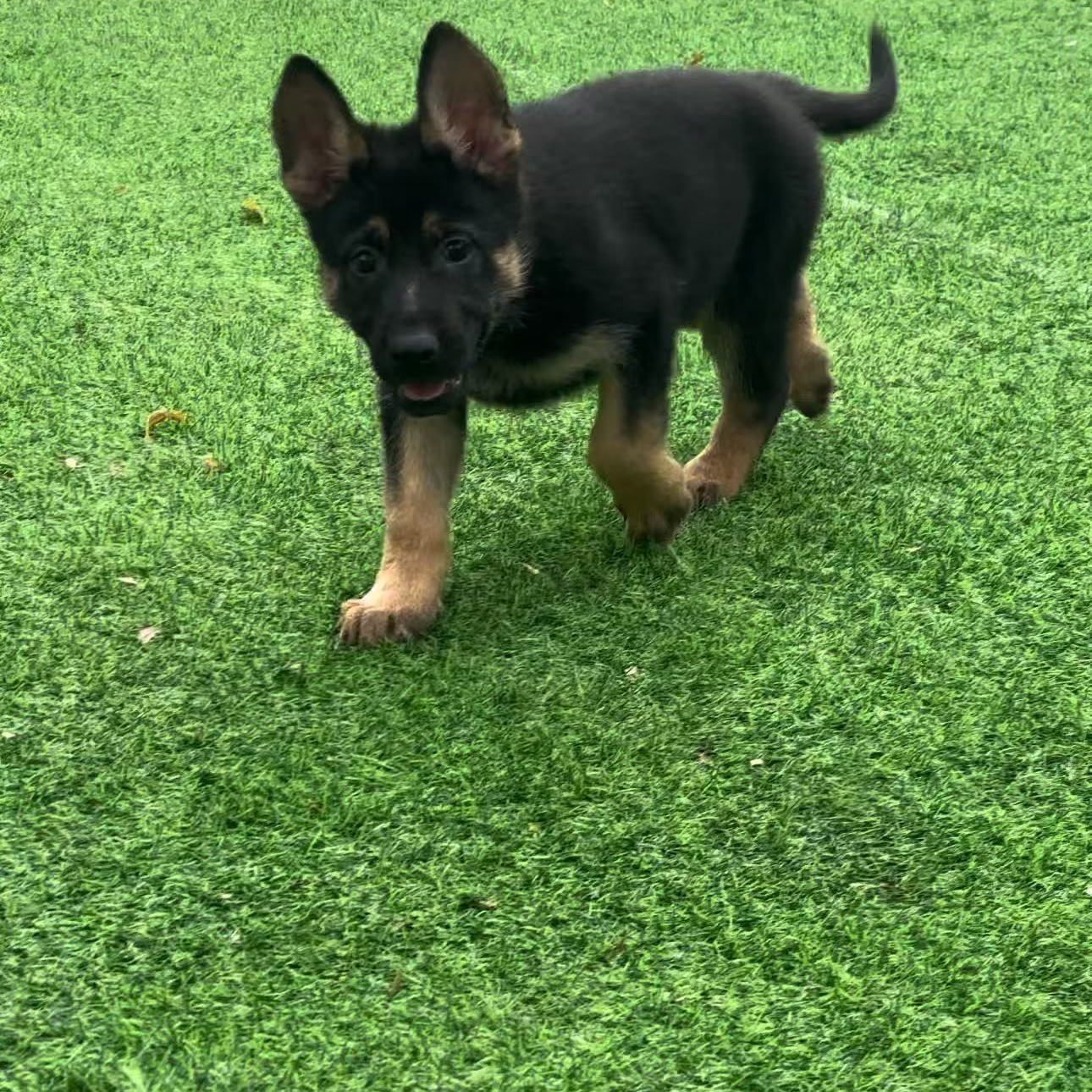 东德牧羊犬精品狗狗活体通用链接