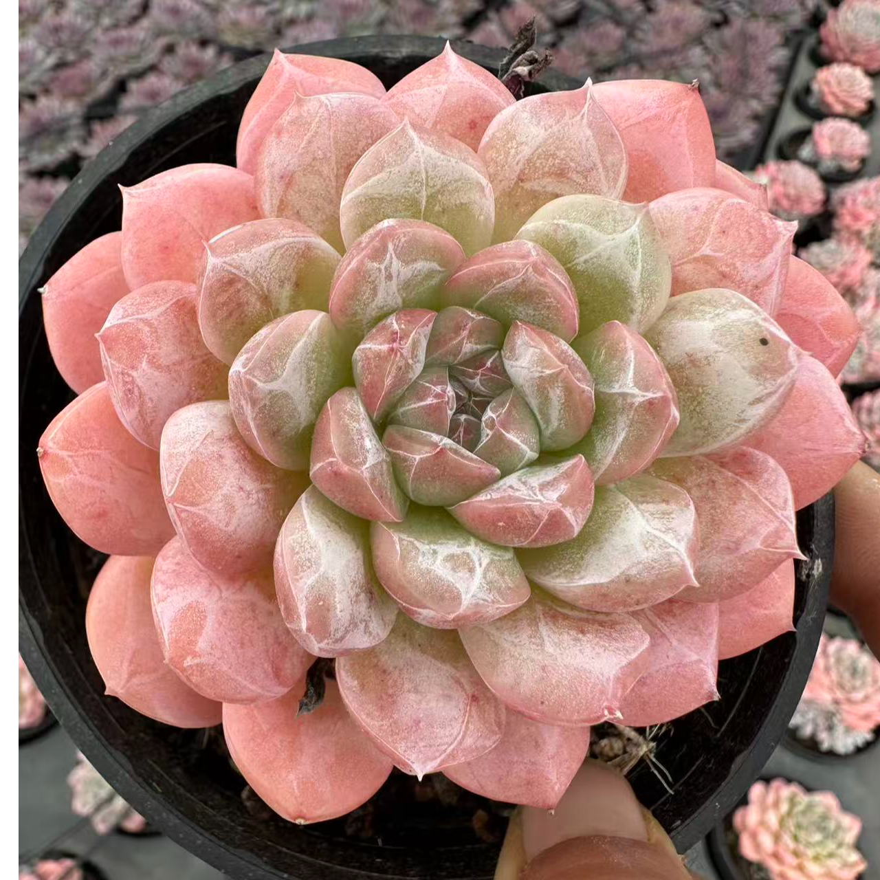 7#鸽子蛋多肉植物  前男友精品多肉