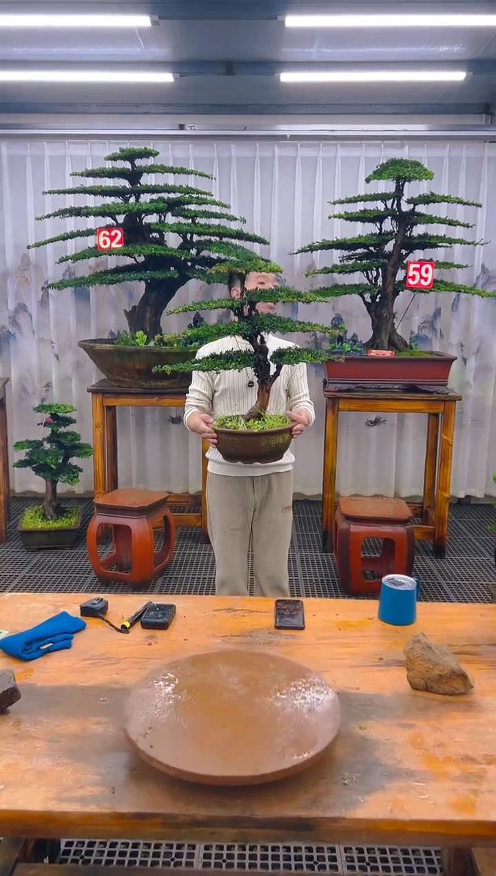 无花朵精品盆景直播间一物一拍