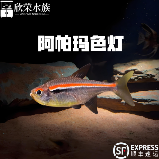 阿玛帕三色灯鱼南美阿马帕玛高端小型灯科鱼灯鱼群游观赏小鱼活体