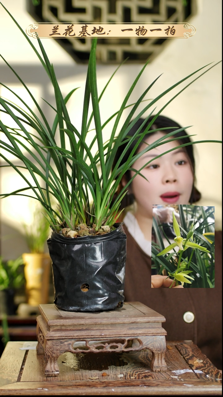 完全开放寒兰素12苗5花苞 