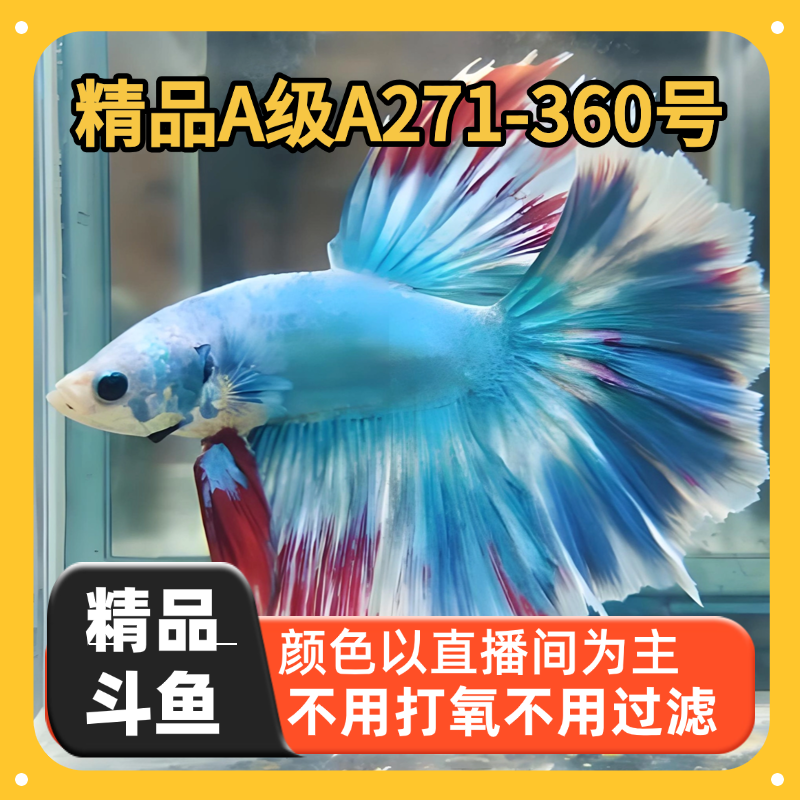 泰国精品斗鱼 271-360直播间选号 小型热带观赏鱼婚纱鱼 活体发货