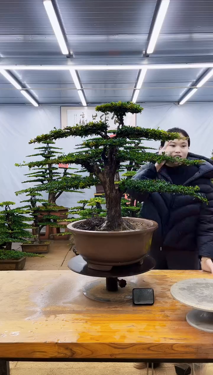 无花朵一物一拍·所见即所得