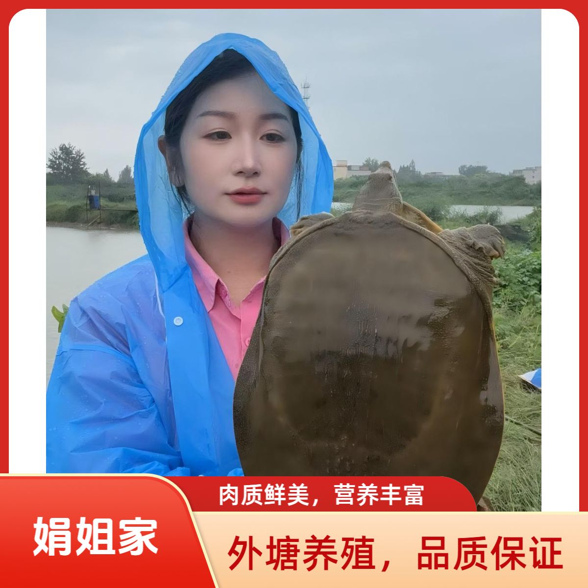  慎拍！！！大客户链接 甲鱼 