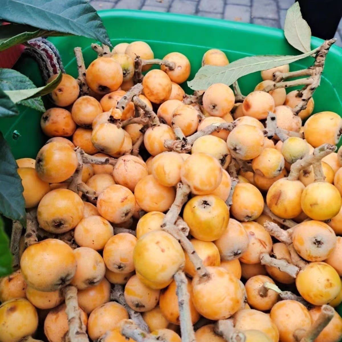 【种果果】枇杷贵州高山老树新鲜现摘自然熟蜂糖枇杷产地直发3斤包邮贵州省