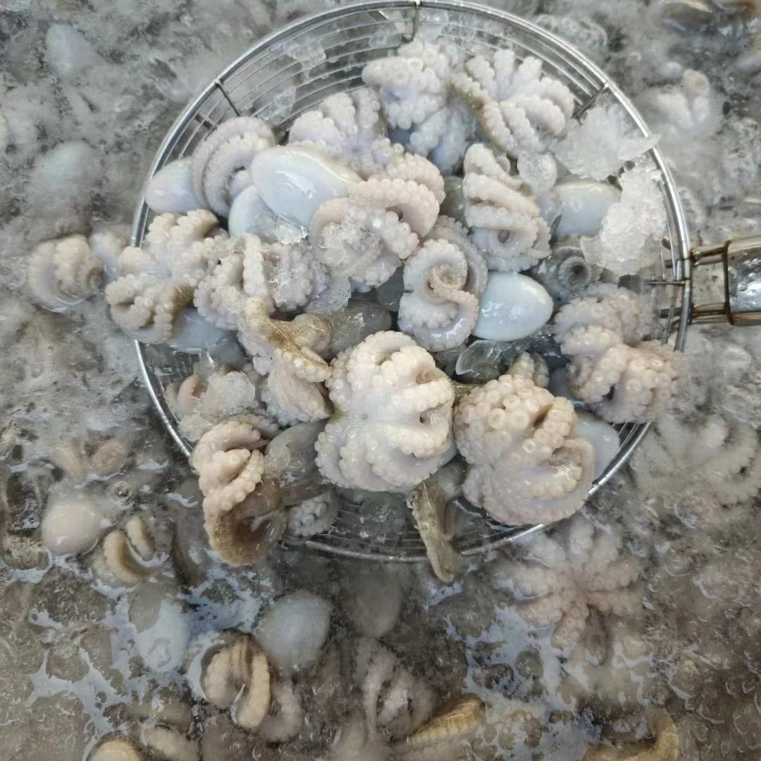 品质八爪鱼