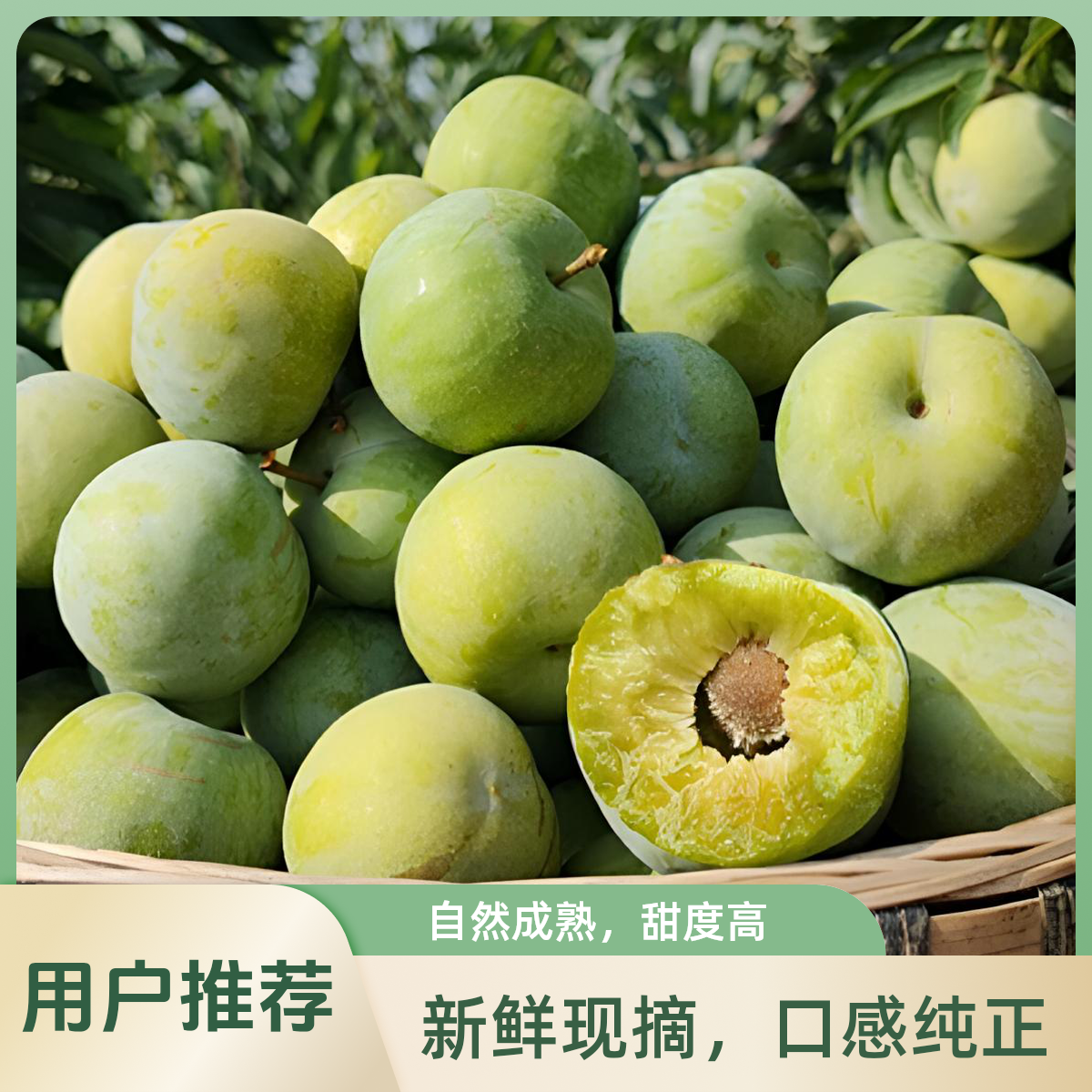 四川高山脱骨青脆李应季新鲜水果脆甜多汁孕妇适用土李子