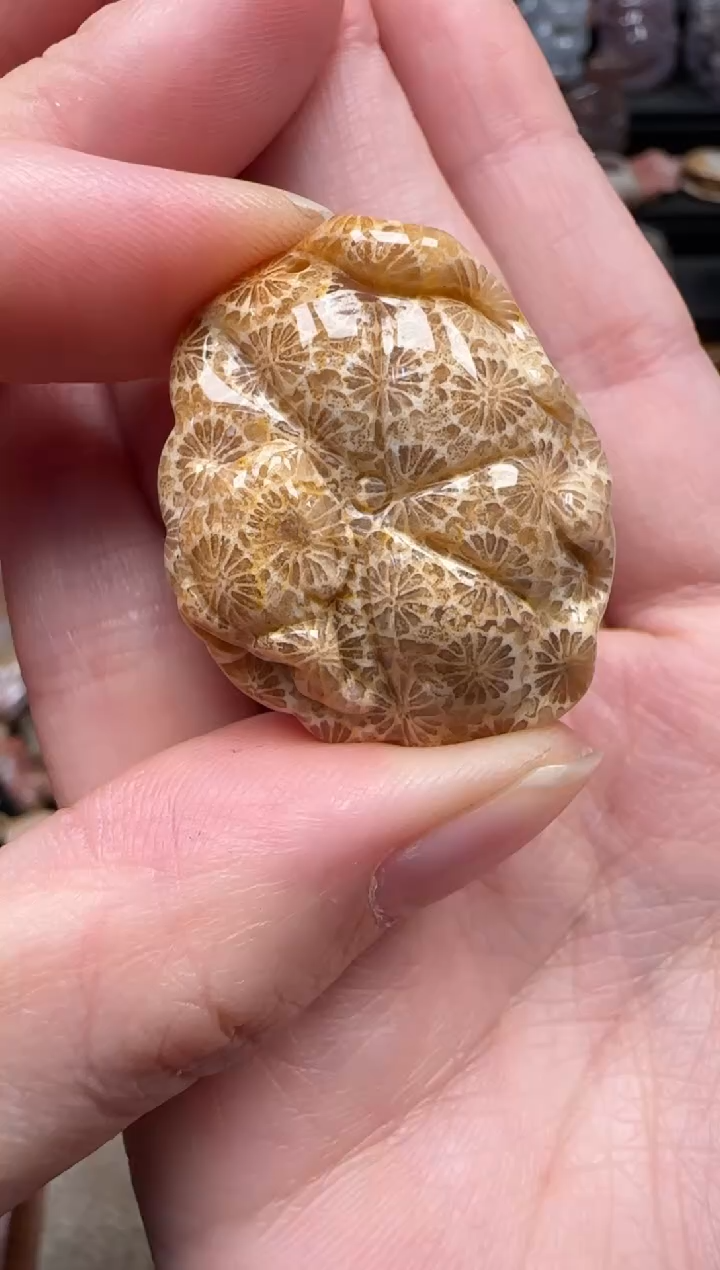 颈饰未镶嵌硅化珊瑚（珊瑚玉）701