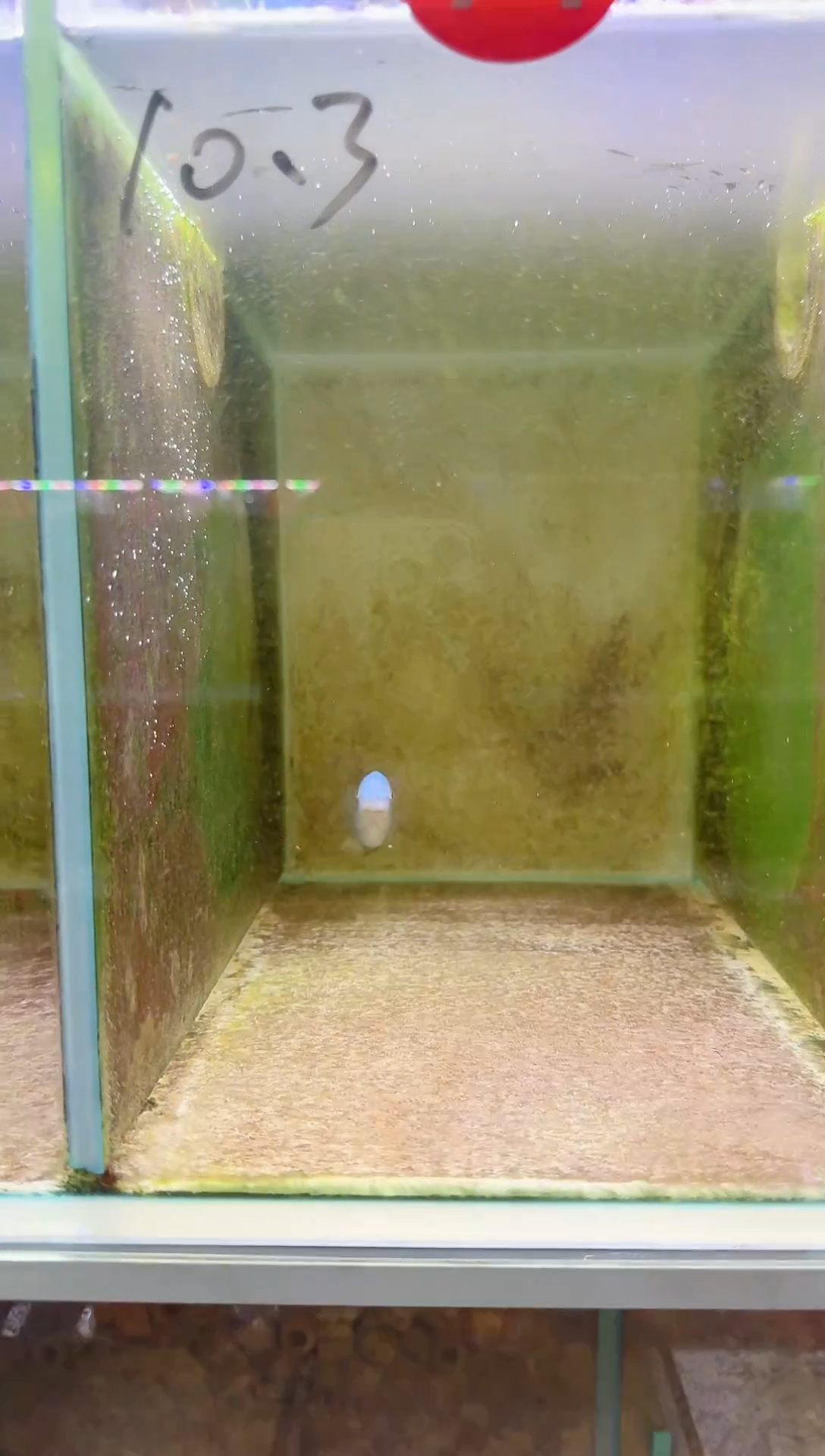 慈鲷三湖慈鲷71号